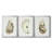 Neutral Oyster Study I " Neutral Oyster Study I " 3 - Pieces Painting Print-69983811-69983813
