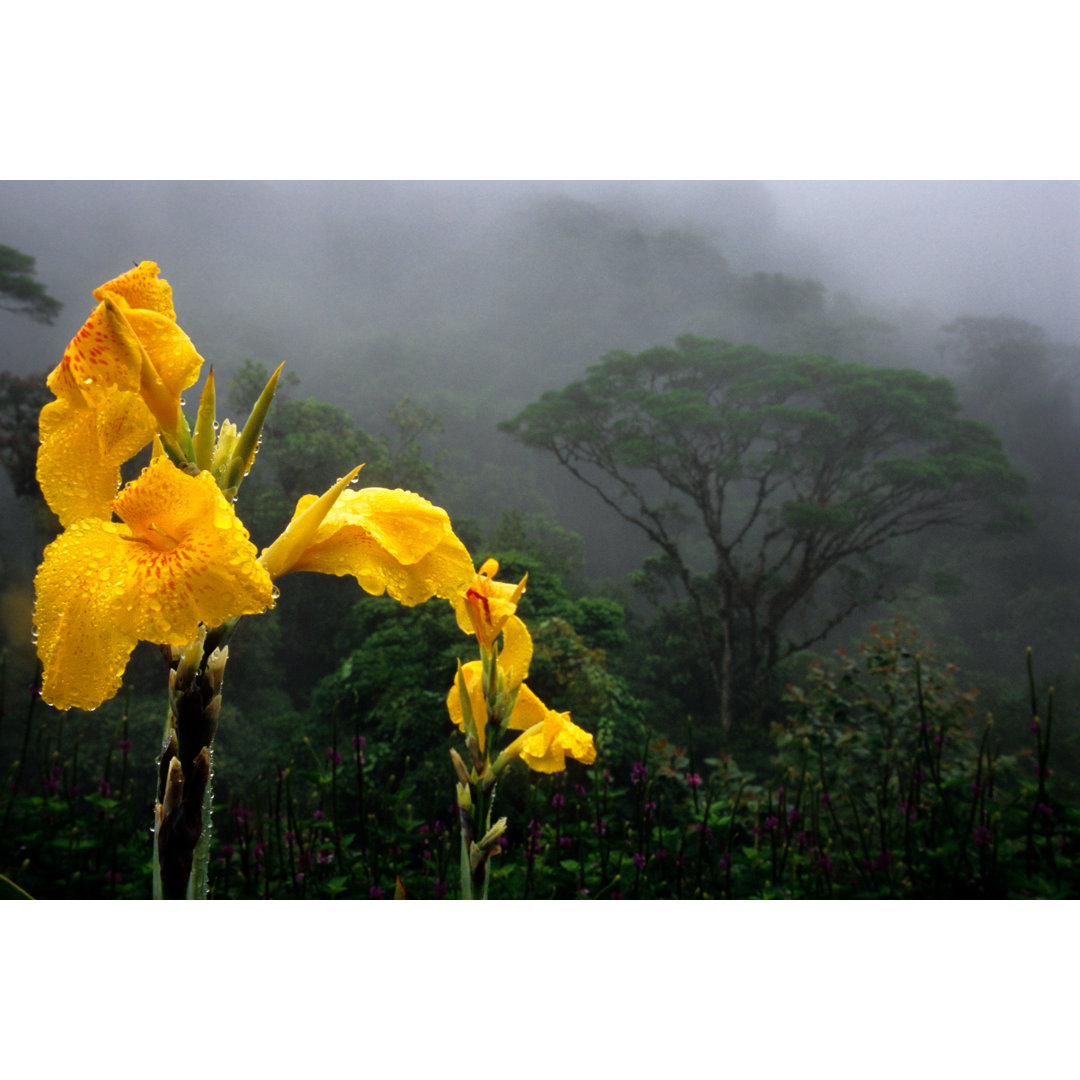 Dschungelblume von MichaelSvoboda - Druck