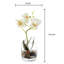 Orchid Arrangement in Vase