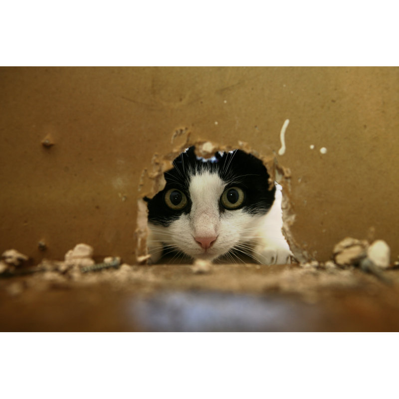 Mouse Hunting by Spxchrome, 32" H x 48" W