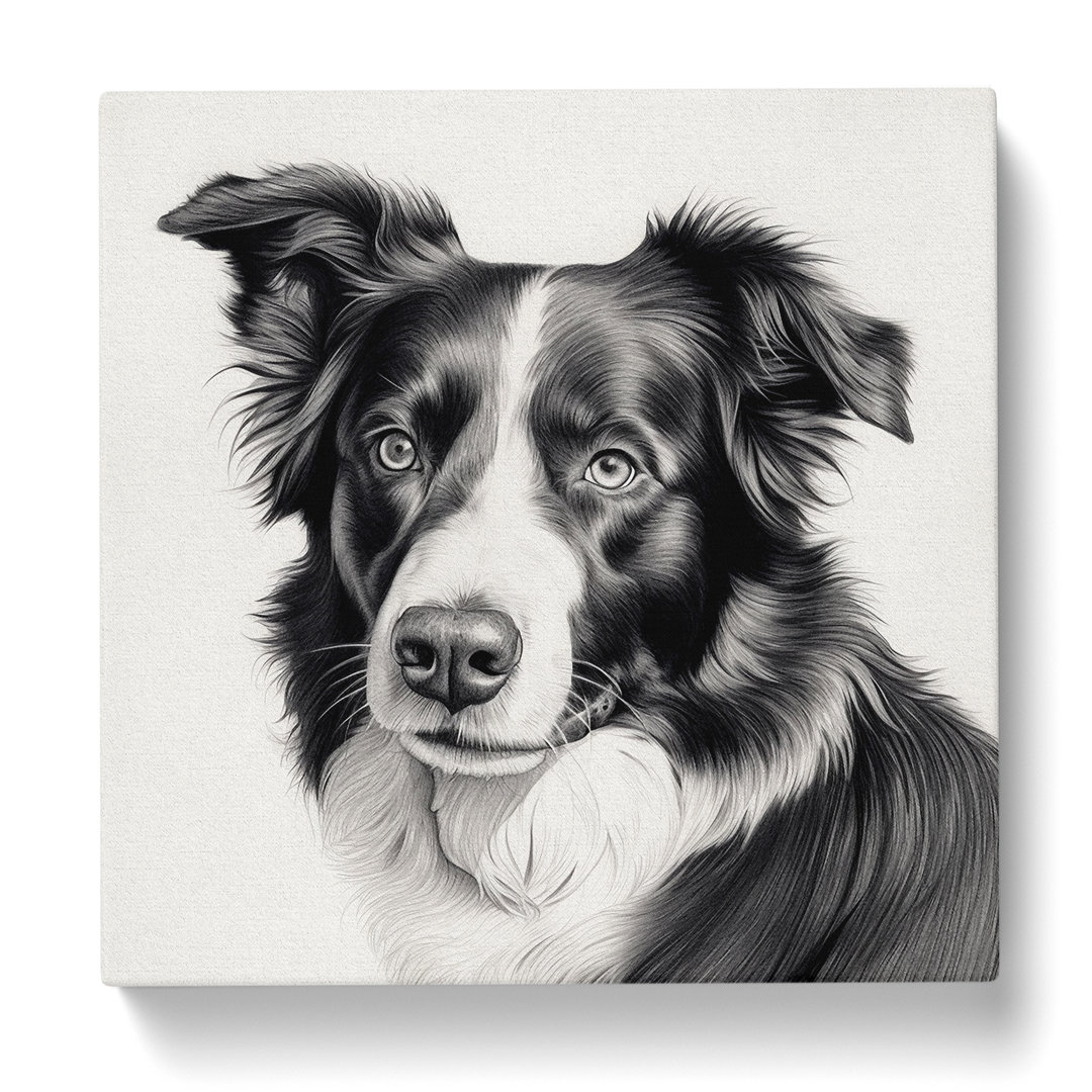 Border Collie Zeichnung Nr.1 - Druck