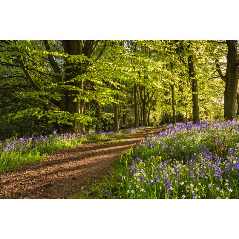 Bluebell Wood by Daverhead - Wrapped Canvas Print, 30cm H x 46cm W