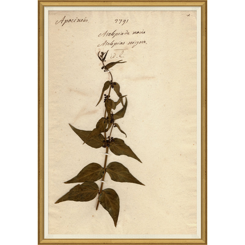 «Herbarium 4», peinture sur cadre