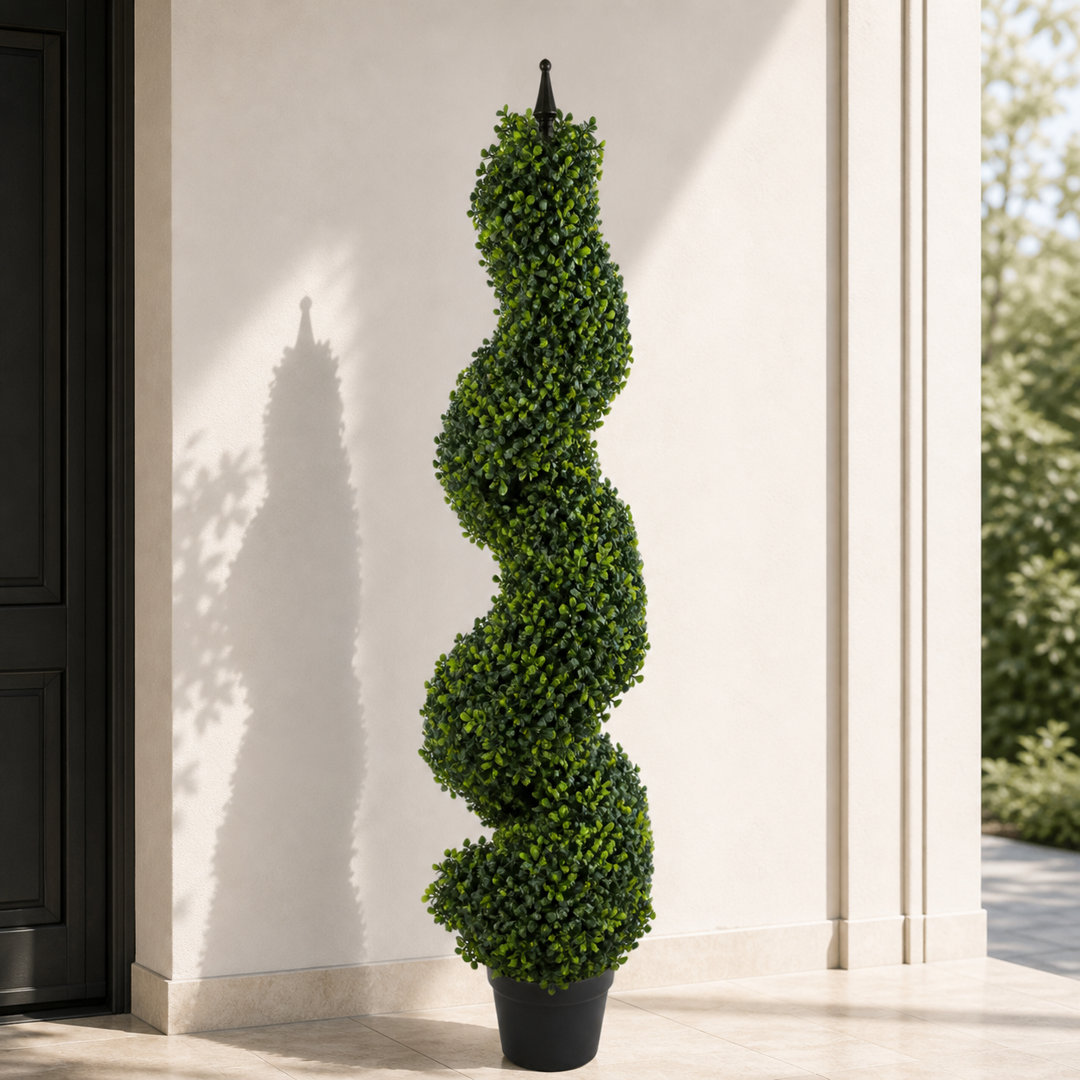 B&Q - Buxus Boxwood Spiral Trees 120Cm Buxus Spiral Single 120Cm Plants - Image 6