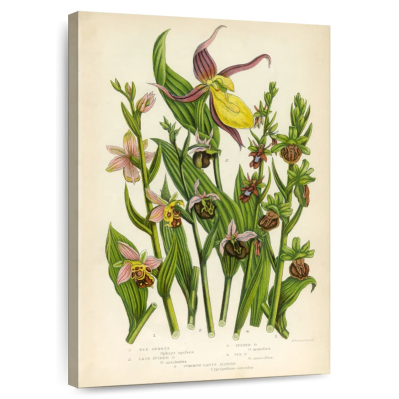 Orchidées sauvages Keiri, H 51 po x l 34 po