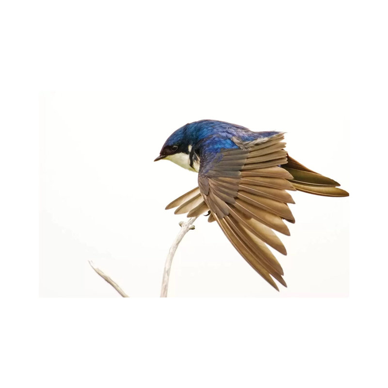 George Reifel Migratory Bird Sanctuary, Bc, Canada. Tree Swallow Stretching Wings. by Janet Horton - Wrapped Canvas Print