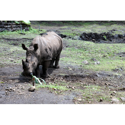 Sumatran Rhino Munching by Ken Chan - Wrapped Canvas Print