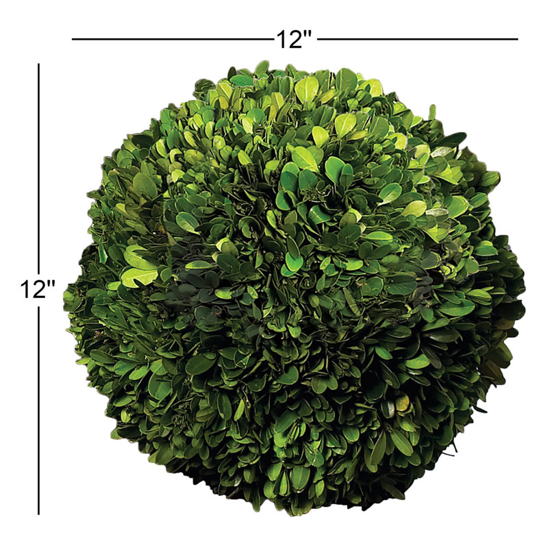 Preserved Greens Topiary, Hedge Plant in, 12" H x 12" W x 12" D
