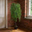 195cm Plant