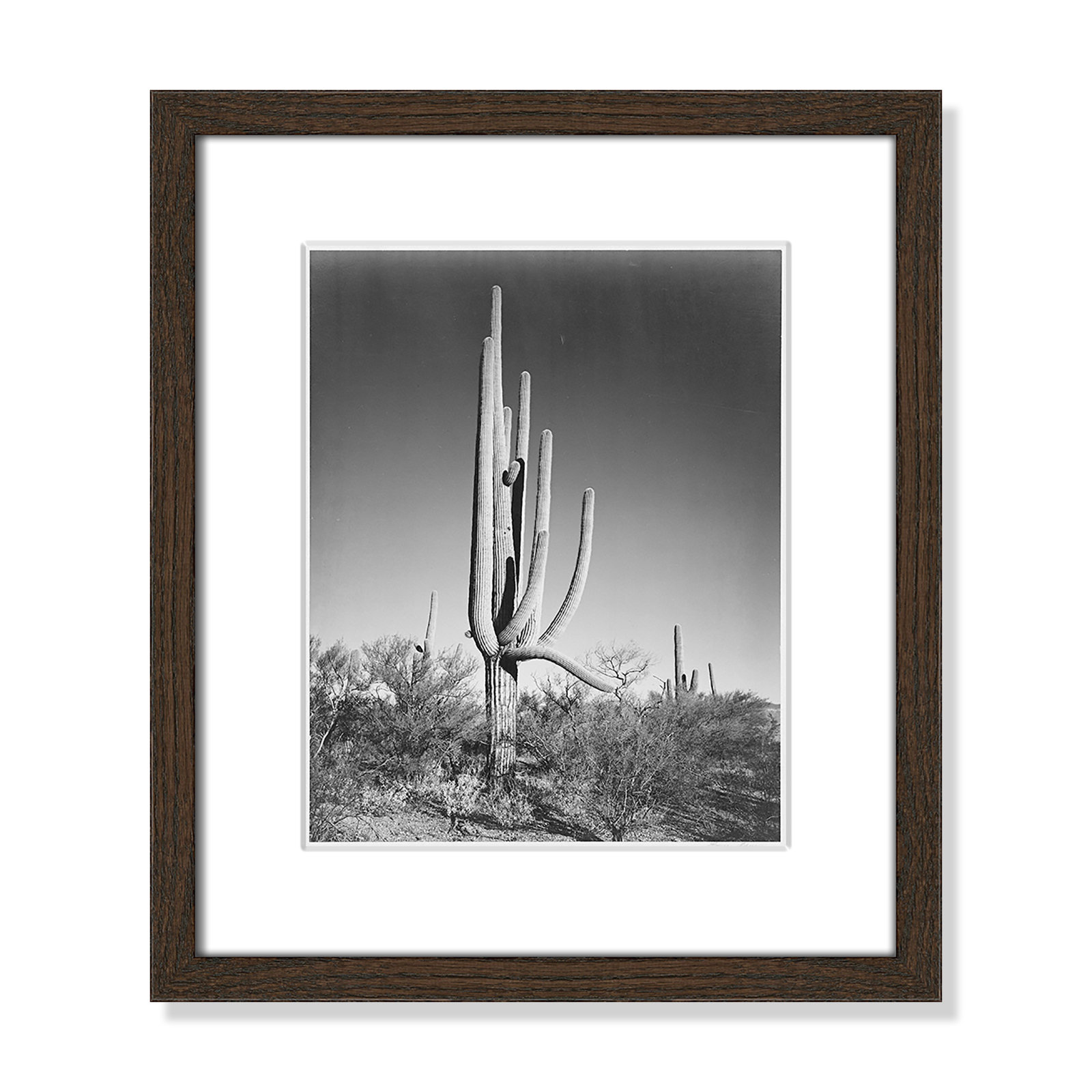 Cactus In Saguaro National Monument In Arizona by Ansel Adams, 15" H x 13" W x 0.75" D, Walnut