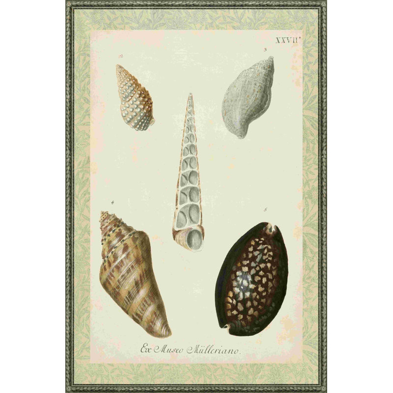 Ex-libris coquillages, H 18 po x l 12 po