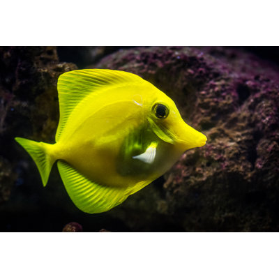 Yellow Tang Fish by Zoran Kolundzija