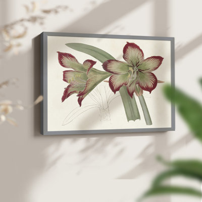 Amaryllis Varietals IV - Impression encadrée - Restickable