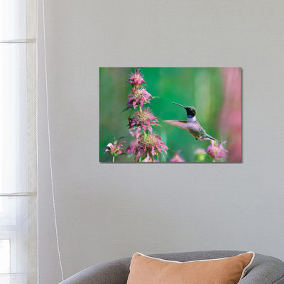 Black-chinned Hummingbird At Bee Balm, Texas, USA. by Tim Fitzharris - Gallery-Wrapped Canvas Giclée on Canvas