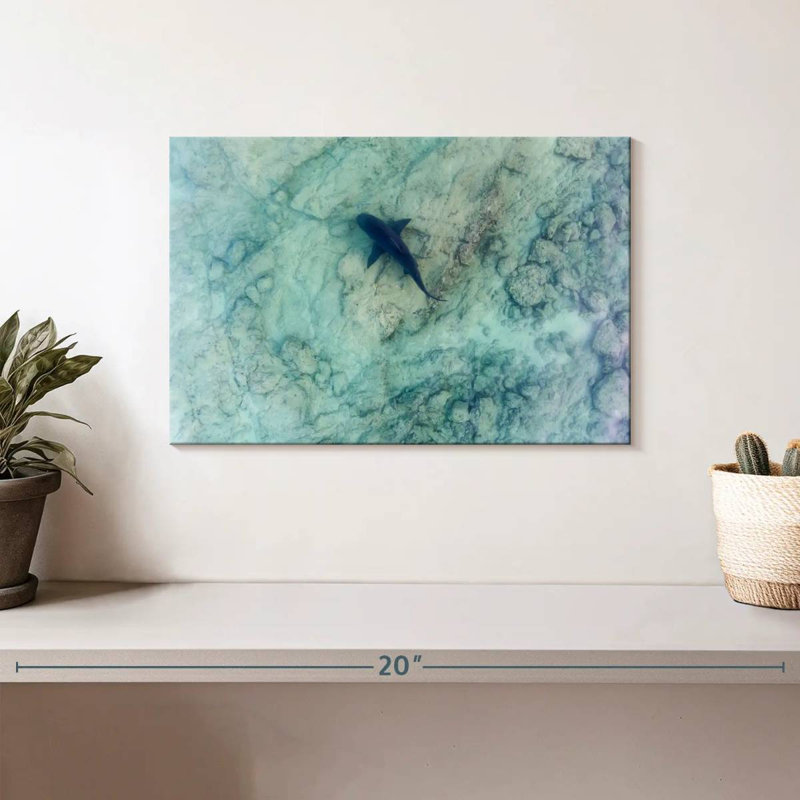 Brampt Sea Of Cortez Bull Shark, 8" H x 12" W