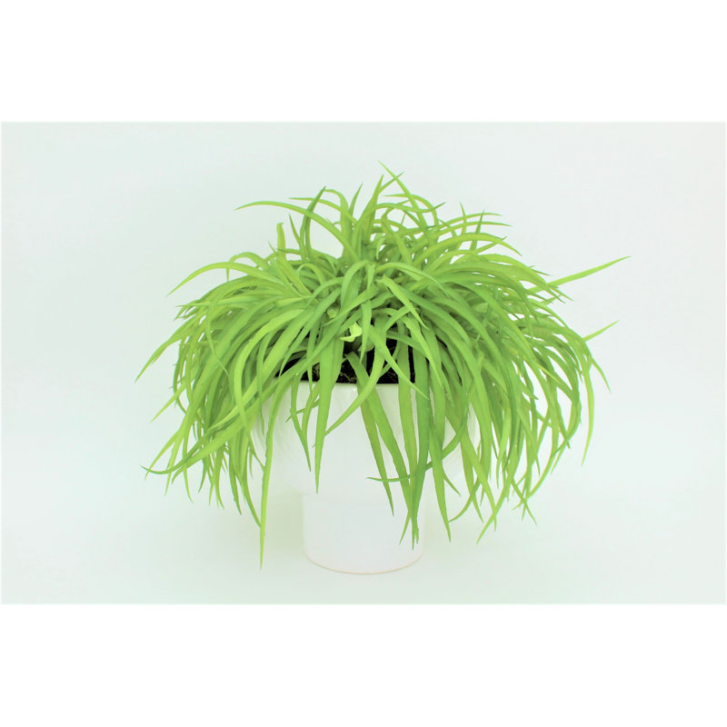 Grass in Ceramic Pot