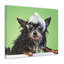 «Funny Chihuahua Bath», art mural sur toile-1389427010