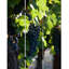 Cloison 3 panneaux à vin Gutman