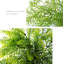 Simulation de fleurs et de plantes