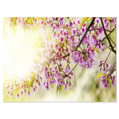 " Blooming Cherry Flowers "