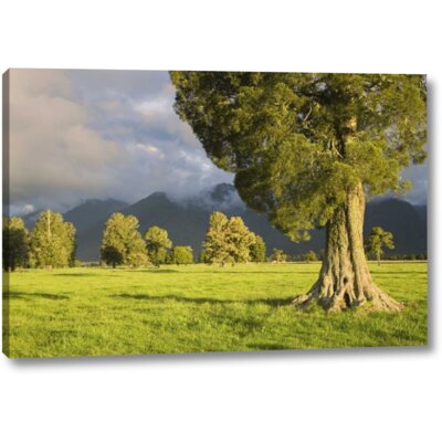 New Zealand, South Isl Storm Lit Kahikatea Trees by Dennis Flaherty - Photograph Print on Canvas -  World Menagerie, 6CF2791F240644CC8FDCD8F1D683F6C7