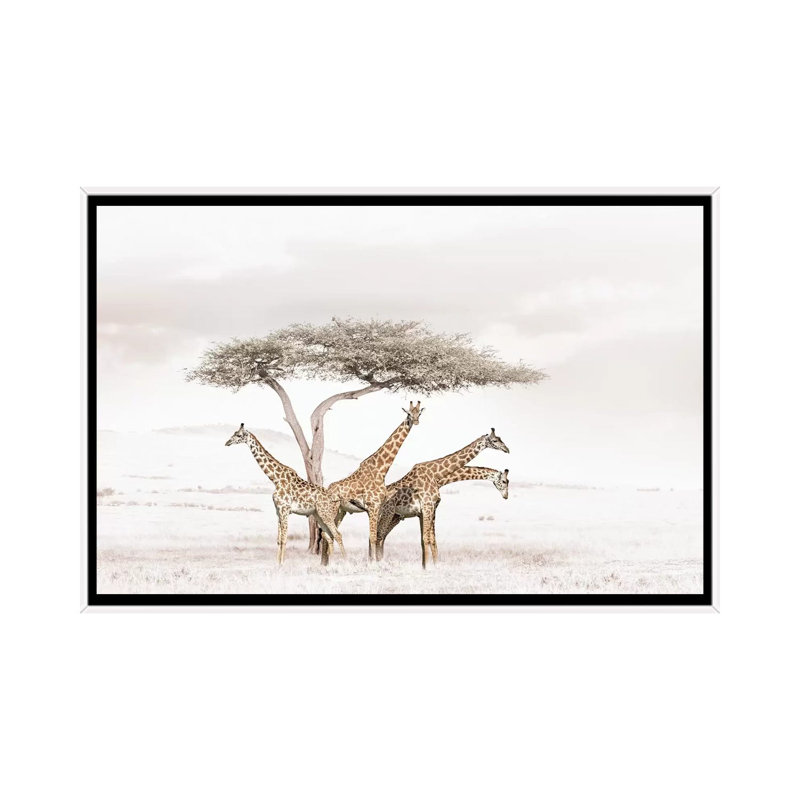 White Giraffes by Klaus Tiedge - Print on Canvas, 66.04 cm H x 45.72 cm W, White Framed