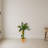 Banana Artificial Tree in Terracotta Planter
