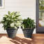 Ensemble de deux pots de fleurs avec relief classique-1157068811