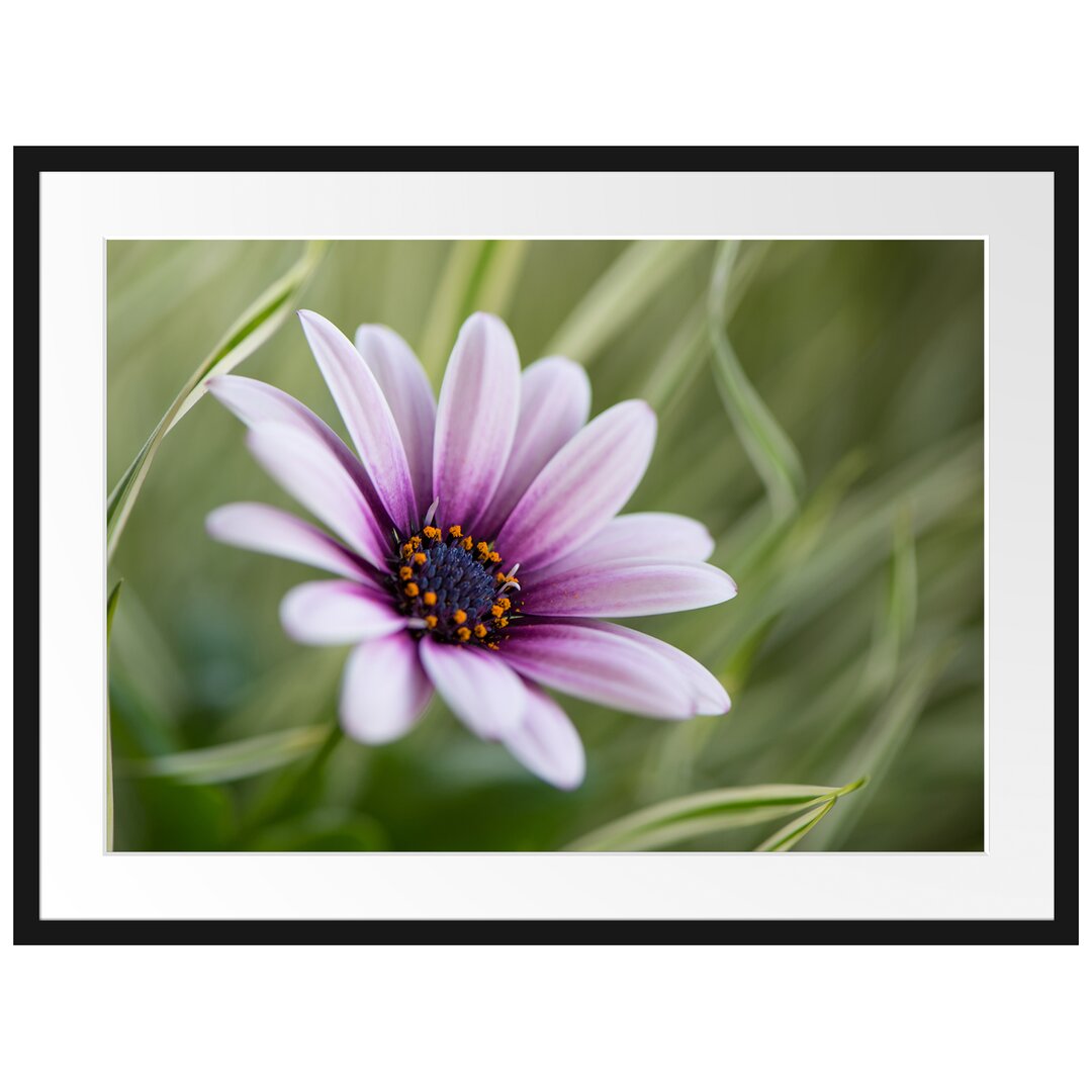 Gerahmtes Poster Blume in der Natur