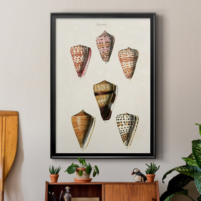 «Cone Shell Collection IV», reproduction encadrée de qualité supérieure - prête à être accrochée