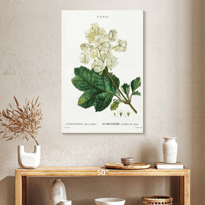 Hortensia à feuilles de chêne Keiri