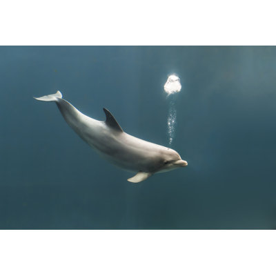 Bottlenose Dolphin - Wrapped Canvas Print