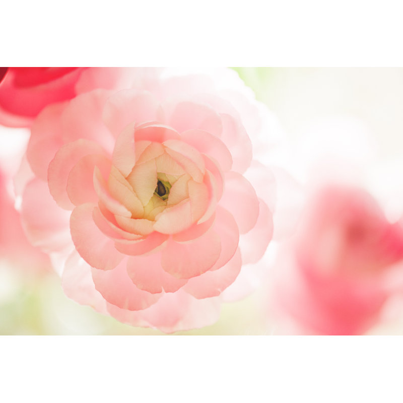 Pretty Ranunculus by Knape, 8" H x 12" W