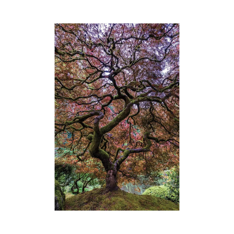 Japanese Maple Tree by Mike Centioli - Print on Canvas, Wrapped Canvas, 30.48cm H x 20.32cm W x 1.91cm D