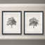 «Vintage Arbor Study I», ensemble de 2 reproductions d'art sur papier encadrées