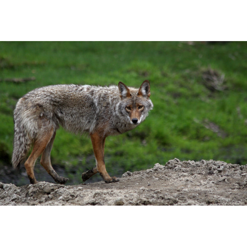 Coyote Posing In Spring by Bjmc - No Frame Art Prints on Canvas, 81cm H x 122cm W