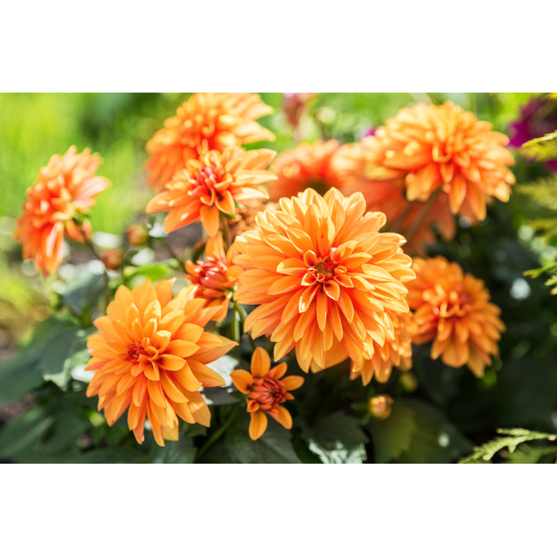 Orange Dahlia Flowers by Yulia-B - Wrapped Canvas Print, 81cm H x 122cm W