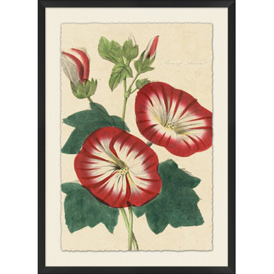 Vintage Floral 6 Framed Painting