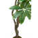 Artificial Money Tree In A Shell Designed Fiberstone Planter