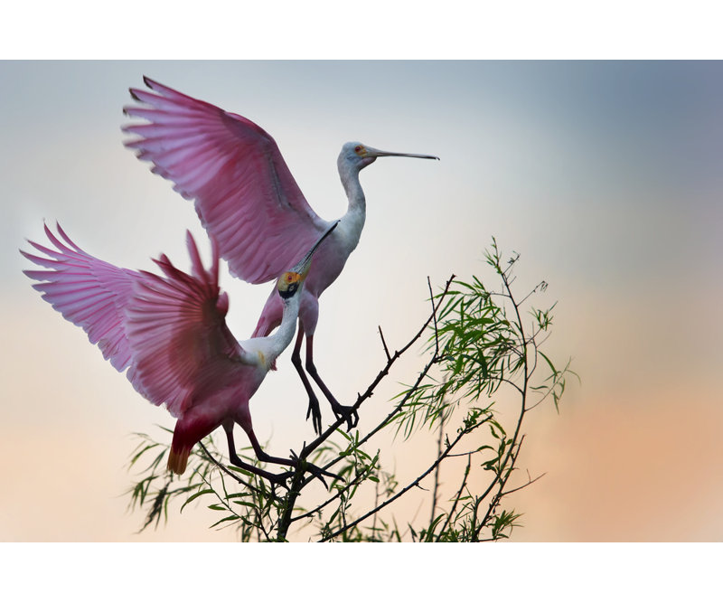 Wrapped Canvas Print, 50.8 cm H x 76.2 cm W