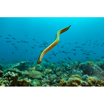 Fast Swimming - Wrapped Canvas Print