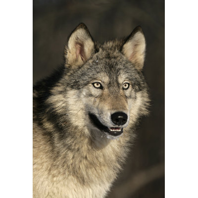 " Gray Wolf, Canis Lupus "