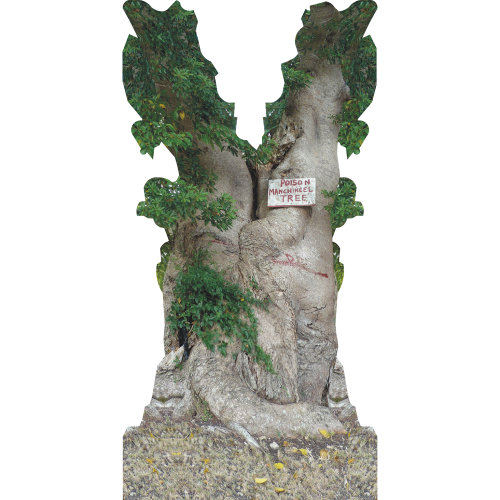 SP13249 Pomme poison de la mort Manchineel arbre Barbade découpé en carton debout