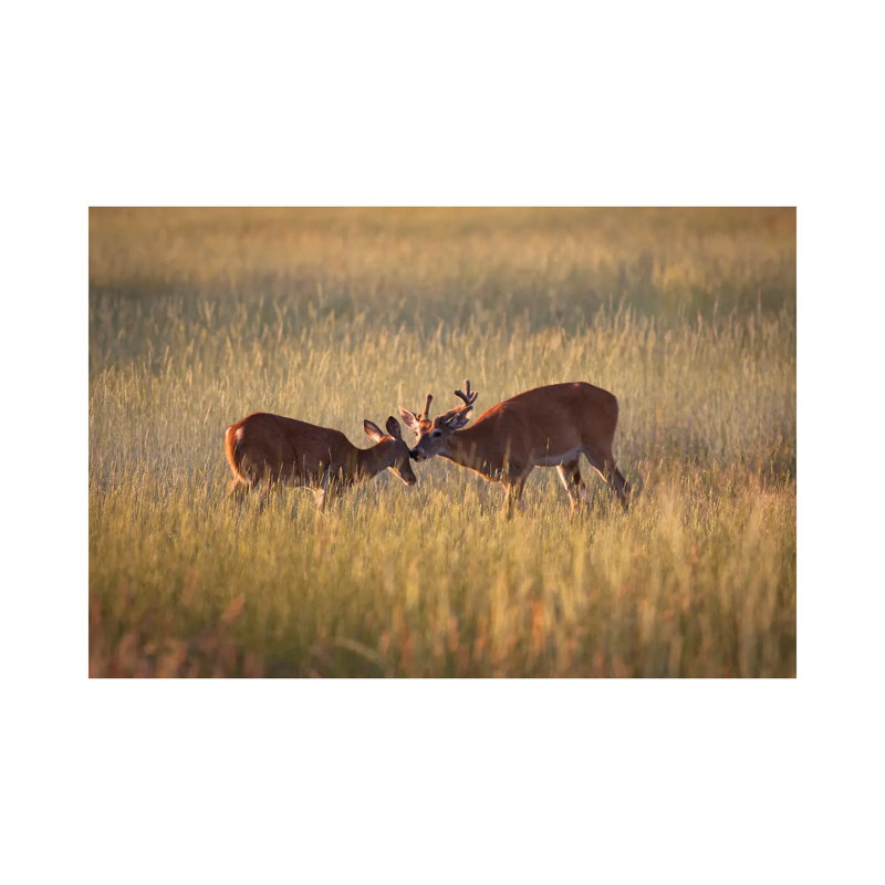 Curiosity by Mateusz Piesiak - Floater Frame Gallery-Wrapped Canvas Giclée on Canvas, Wrapped Canvas, 20.32 cm H x 30.48 cm W