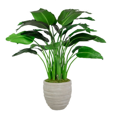 Plant