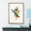 Red-Capped Parakeets by Elizabeth Gould - Picture Frame Painting Print-55598490-55598491