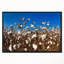 «Blooming Alabama Cotton Field», reproduction de photo sur toile tendue encadrée-26691173