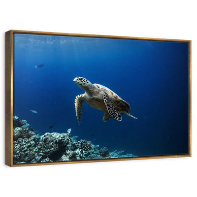 Tortue aventure