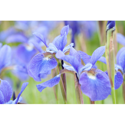 Orms Blue Irises par - Photographie de toile tendue
