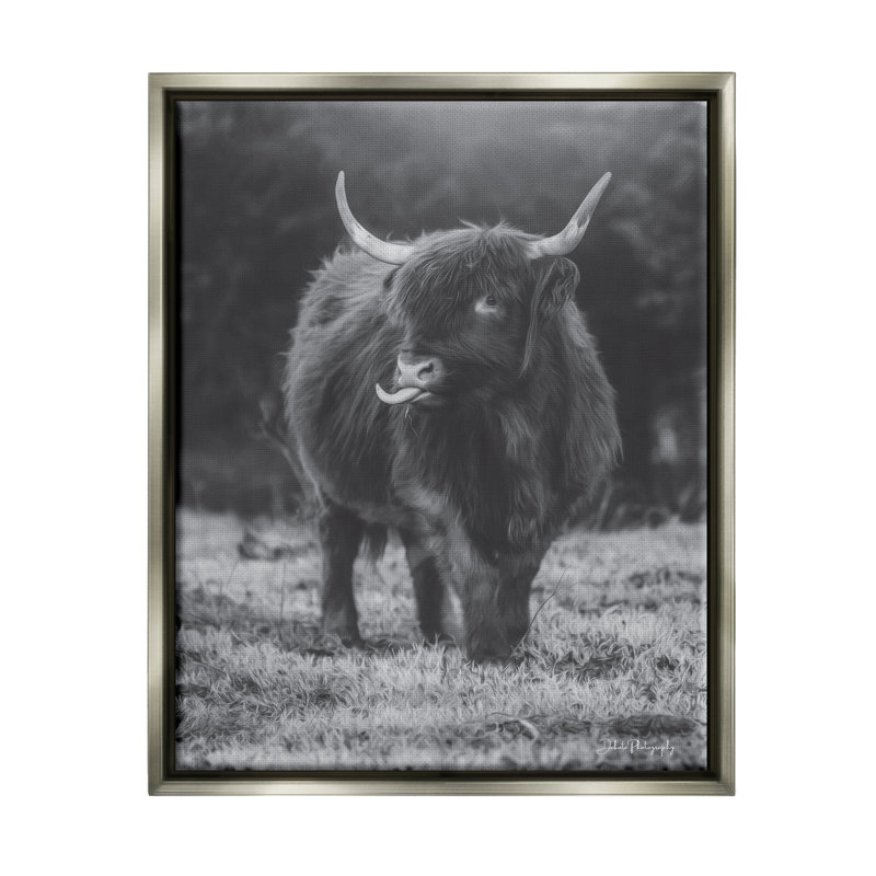 Vache Highland monochrome - photographie, H 31 po x l 25 po x P 1,7 po, Cadre flottant noir de jais